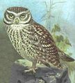 Littleowl.jpg