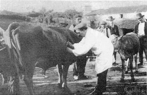 Campanya de vacunació a Galícia dirigida per Rof Codina, principis del s.XX
